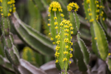 Closeup of the Honey Naboom (Euphorbia tetragona) with yellow flowers