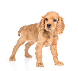 English cocker spaniel puppy stands in side view. isolated on white background
