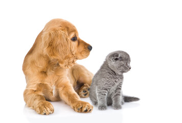 Tiny kitten and English cocker spaniel puppy dog  sit together in profile and look away on empty space. isolated on white background