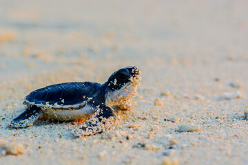 baby turtle on the beach