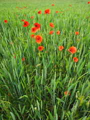 Red poppy field in nature in spring or summer