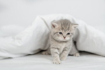 Fototapeta na wymiar Cute kitten stands on a bed under warm white blanket at home