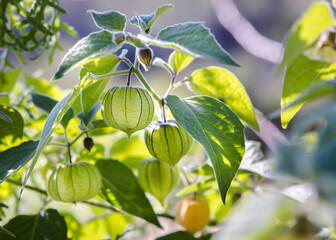 Gooseberry bush plant closeup of its growing berries below the green leaves
