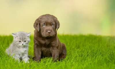 Young kitten and Chocolate Labrador Retriever puppy sit together on green summer grass . Empty space for text