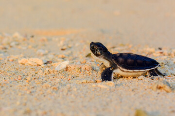baby turtle on the beach