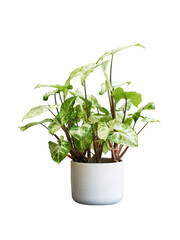 House plant in potted isolated on white background