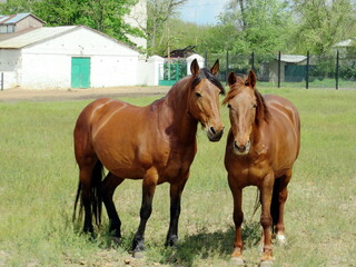 two brown horses graze on green grass against the background of a white building, horses against the background of a stable