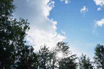 tree crowns and summer blue sky with clouds and sun
