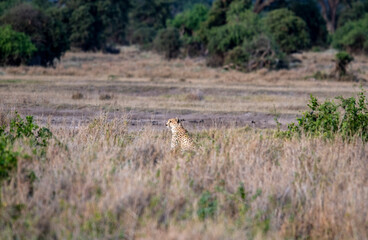 cheetah sitting in yellow tall grass 