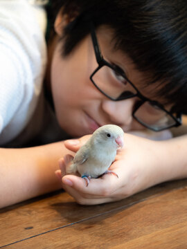 Asian boy wear glasses take care his pet forpus parrotlet bird on hand. Selective focus