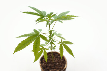 Natural background of growing hemp plant leaves on white background