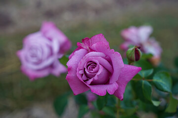 pink rose and bud in the garden
