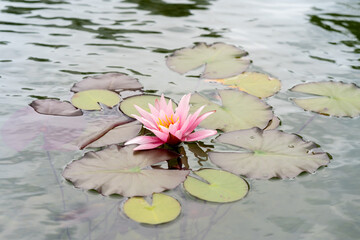 Pink lotus flower or water lilies and its green leaves on the surface of the water