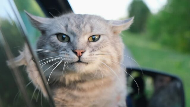 An angry cat is riding in a car and looks out the window.