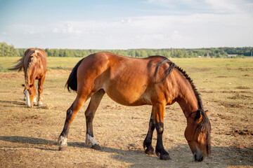 Fototapeta na wymiar horse graze in the meadow