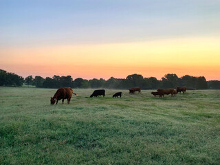 Beef cattle at sunrise in a green pasture © Tamara  Harding
