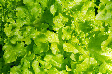 Fresh lettuce leaves