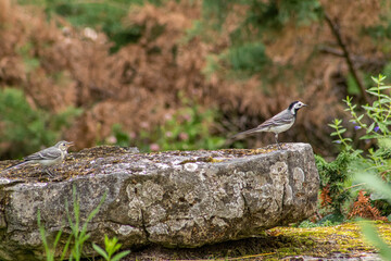 bird on stone