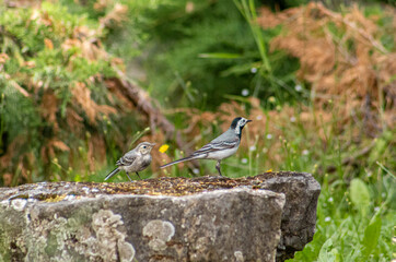 bird on stone