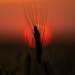 wheat field at sunset © Mariusz