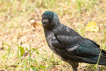 crow on the grass