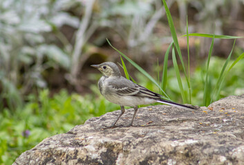 bird on stone
