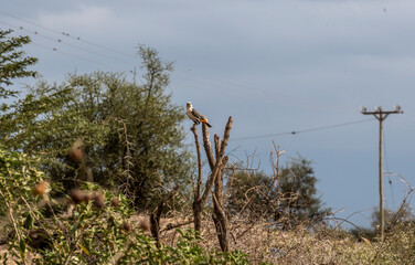 houses of a Maasai village made of wicker branches and clay with protection from thorns from wild...