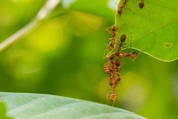 Ant action standing.Ant bridge unity team,Concept team work together Red ant,Weaver Ants (Oecophylla smaragdina),Action of ant carry food