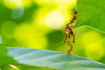 Ant action standing.Ant bridge unity team,Concept team work together Red ant,Weaver Ants (Oecophylla smaragdina),Action of ant carry food