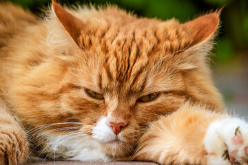 The portrait of red domestic cat looking at the camera.
