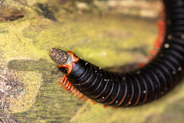 close-up with red pest worm in vivo 