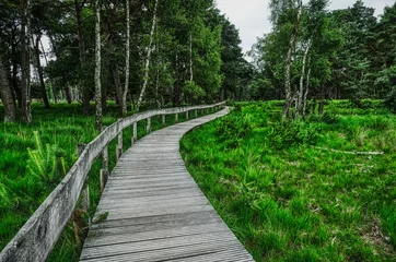 Fototapeten Großes Veen und Holzsteg im Diersfordter Wald © hespasoft