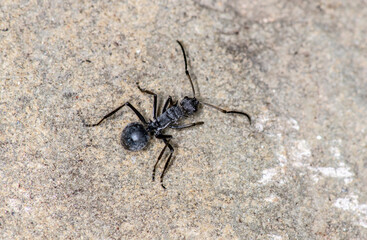 macro with red ants on a black and green background 