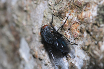 calliphora vicina fly macro photo
