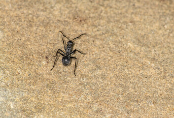 macro with red ants on a black and green background 