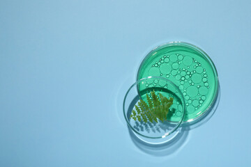 Petri dishes with samples and space for text on light blue background, flat lay. Making cosmetic...