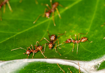 macro with red ants on a black and green background 