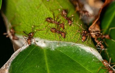 macro with red ants on a black and green background 