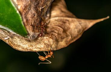 macro with red ants on a black and green background 