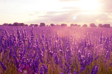 Obraz premium Lavender fields at sunset in Brihuega, Guadalajara, Spain