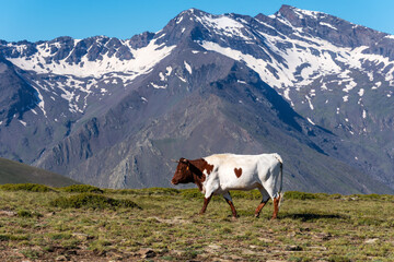 Fototapeta na wymiar Cow grazing on the summits of Sierra Nevada,Granada, with a brown head and white body, and a brown spot on its back in the shape of a heart.
