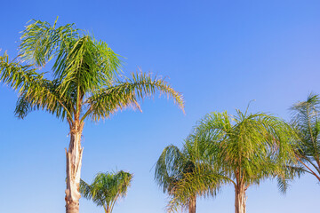 Foxtail palm trees ( Wodyetia bifurcata ) against  sky on sunny summer day. Vacation concept, space for text