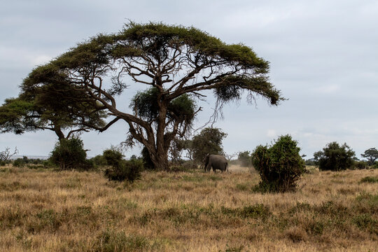 African winter landscape with dry trees and unusual views 