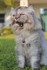 Naklejka na ściany i meble Gray persian cat, brown eyes, open mouth and tongue out. Sitting on the lawn.