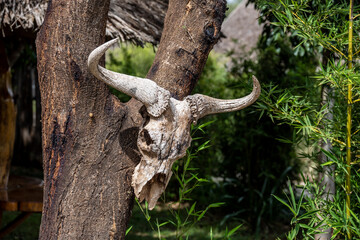 buffalo skull with horns as decoration in the national park 