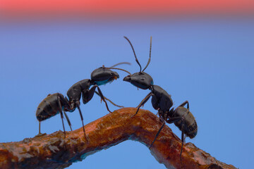two large black ants are standing opposite each other