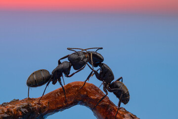 two large black ants are standing opposite each other