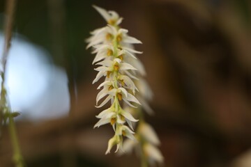 Obraz premium Beautiful burmese Bulbophyllum auricomum Lindl orchid