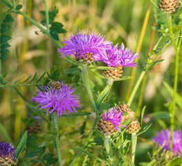 Biene auf Wilden Astern Wildblumen 