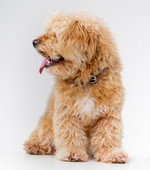 lapdog, mongrel, cute curly dog on a white background in studio